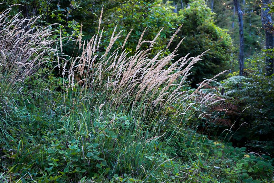 Poacea in Appennino